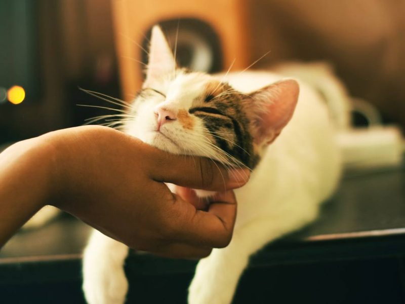 Pengaruh Positif Memelihara Kucing Terhadap Kesehatan