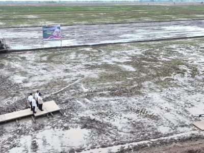 Tanam Padi Serentak Di Ogan Ilir: Menuju Swasembada Pangan
