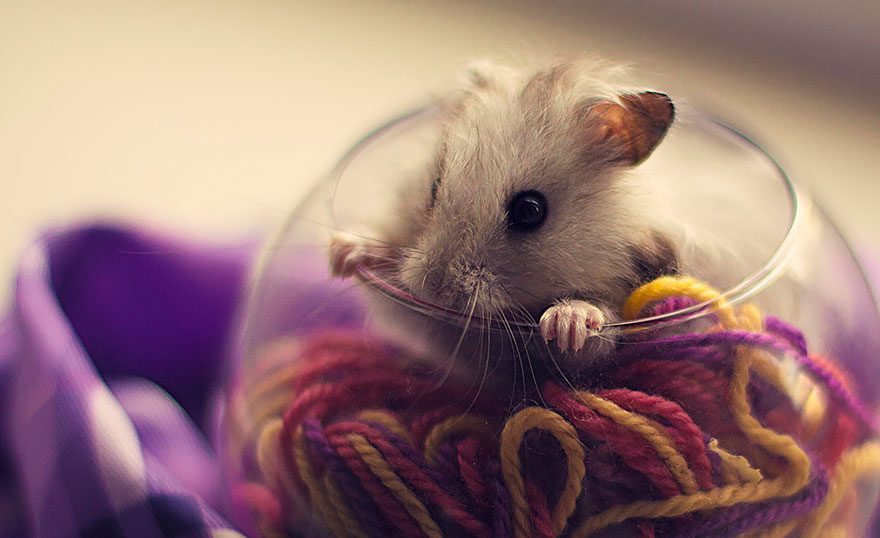 Hamster Kecil : Peliharaan Dengan Cara Mati Konyol