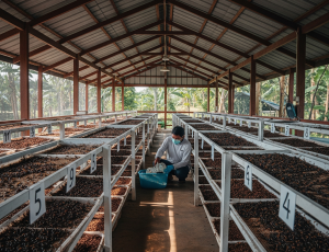 Cara Kerja Magot Dalam Pengelolaan Sampah Rumah Tangga