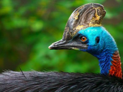 Burung Raksasa Berhelm