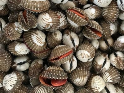 Kerang Laut Ternyata Menyimpan Racun Tak Terlihat, Benarkah?