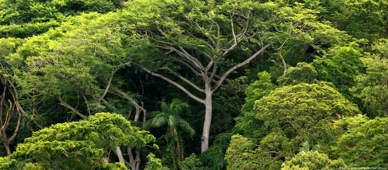 Batal Di Regulasi: Mundurkah Eropa Lawan Greenwashing?