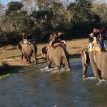Kemenhut Larang Tunggang Gajah: Tak Ada Lagi Wisata Tersebut!