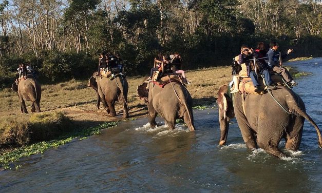 Kemenhut Larang Tunggang Gajah: Tak Ada Lagi Wisata Tersebut!