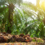 Misteri Kekalahan Sawit Indonesia Dari Malaysia