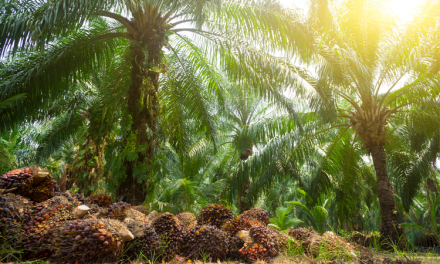 Misteri Kekalahan Sawit Indonesia Dari Malaysia