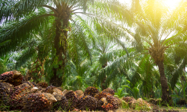 Misteri Kekalahan Sawit Indonesia Dari Malaysia