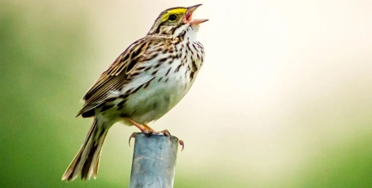 Obat Lelah Mental: Cukup Dengar Kicau Burung