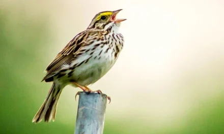 Obat Lelah Mental: Cukup Dengar Kicau Burung