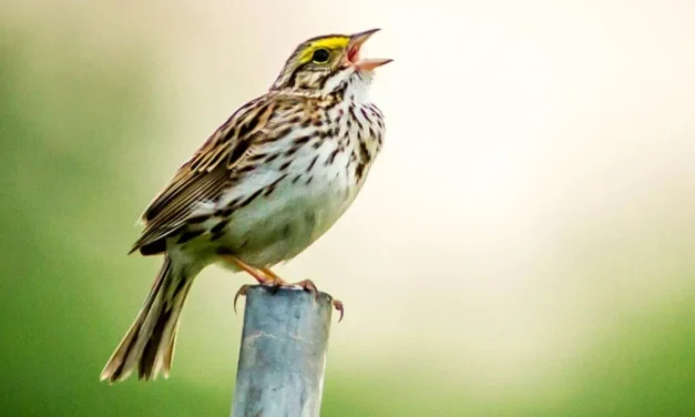 Obat Lelah Mental: Cukup Dengar Kicau Burung