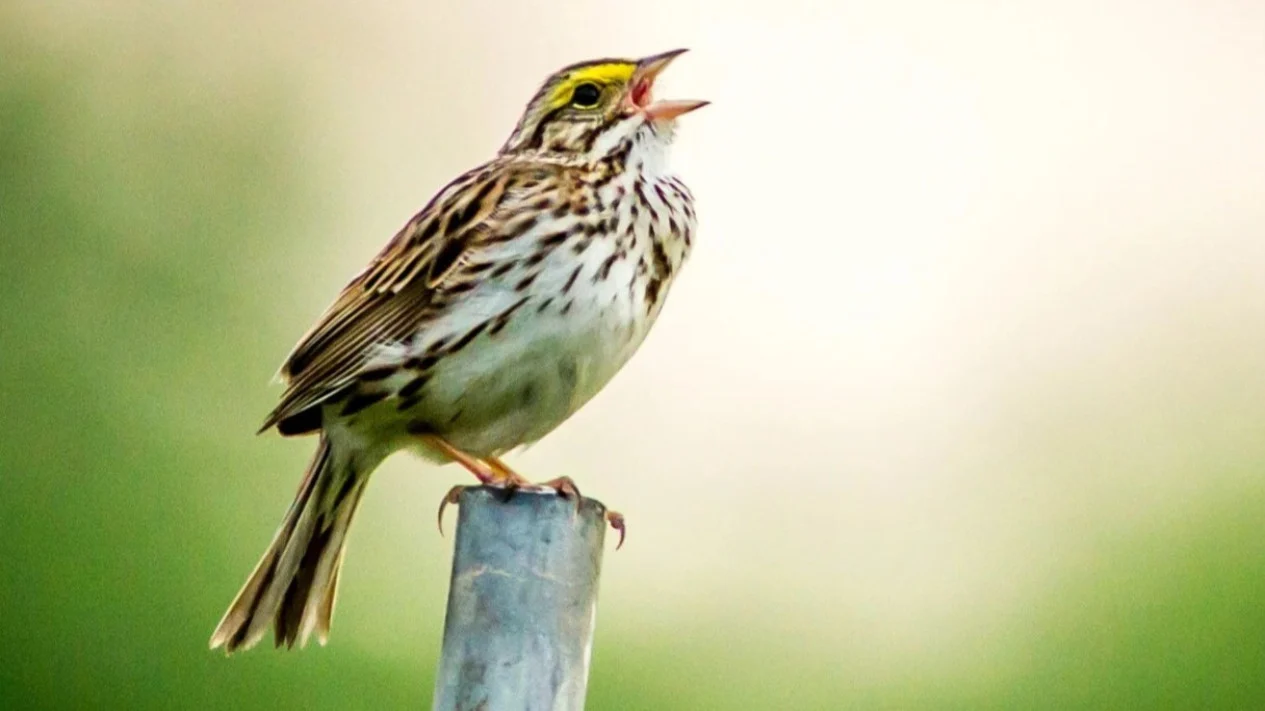 Obat Lelah Mental: Cukup Dengar Kicau Burung