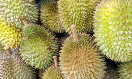 Eksotis Banget! Ini Varietas Durian Unik Asli Bumi Nusantara
