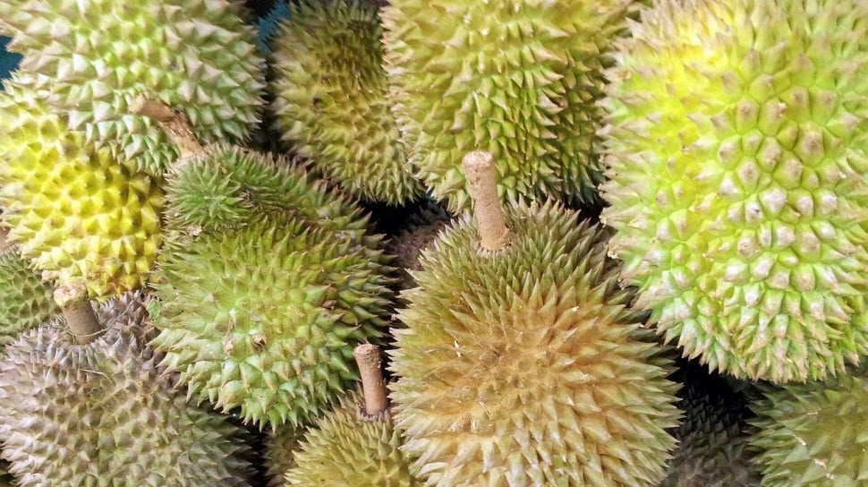 Eksotis Banget! Ini Varietas Durian Unik Asli Bumi Nusantara