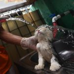 Rawat Kucing Lokal Gak Pakai Mahal, Ini Kuncinya!