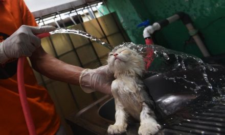 Rawat Kucing Lokal Gak Pakai Mahal, Ini Kuncinya!