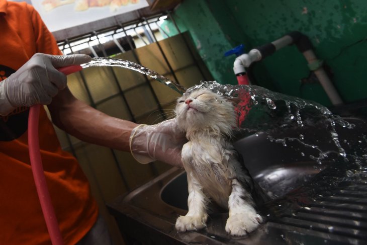 Rawat Kucing Lokal Gak Pakai Mahal, Ini Kuncinya!