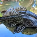 Sinyal Bahaya? Ini Alasan Ikan Sapu-Sapu Kuasai Sungai Kita