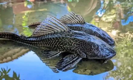 Sinyal Bahaya? Ini Alasan Ikan Sapu-Sapu Kuasai Sungai Kita