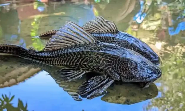 Sinyal Bahaya? Ini Alasan Ikan Sapu-Sapu Kuasai Sungai Kita