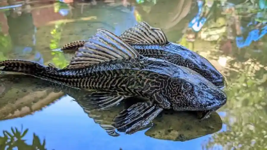Sinyal Bahaya? Ini Alasan Ikan Sapu-Sapu Kuasai Sungai Kita