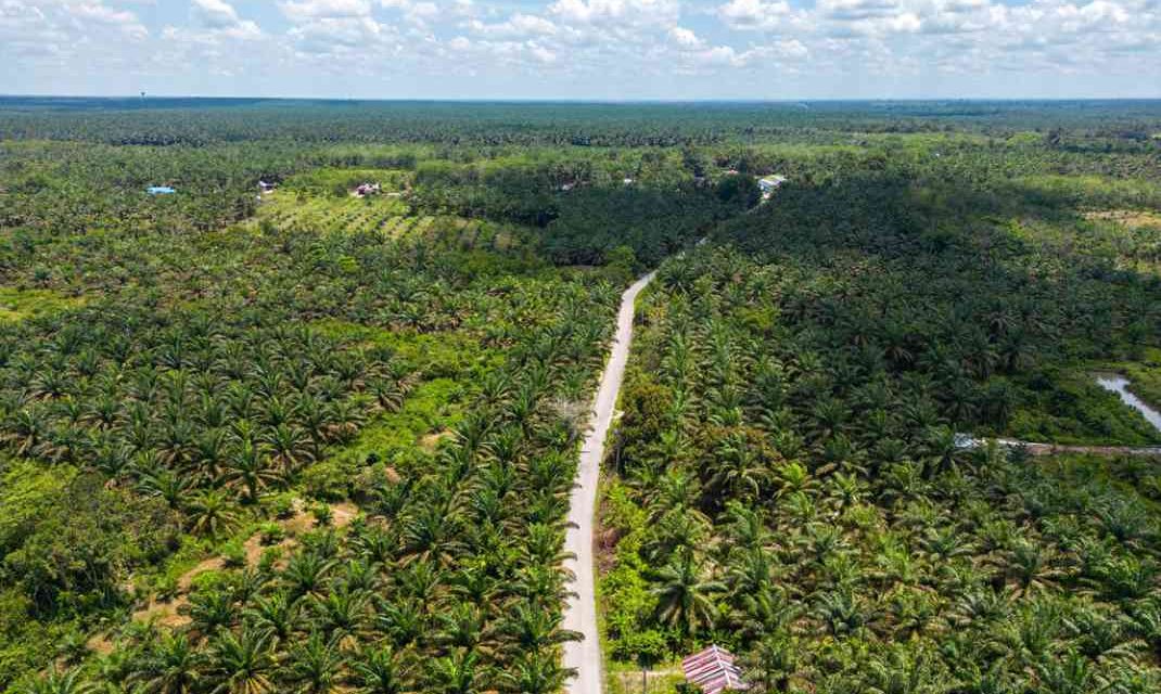 3 Lumbung Sawit Terbesar Di Indonesia