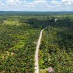 3 Lumbung Sawit Terbesar Di Indonesia