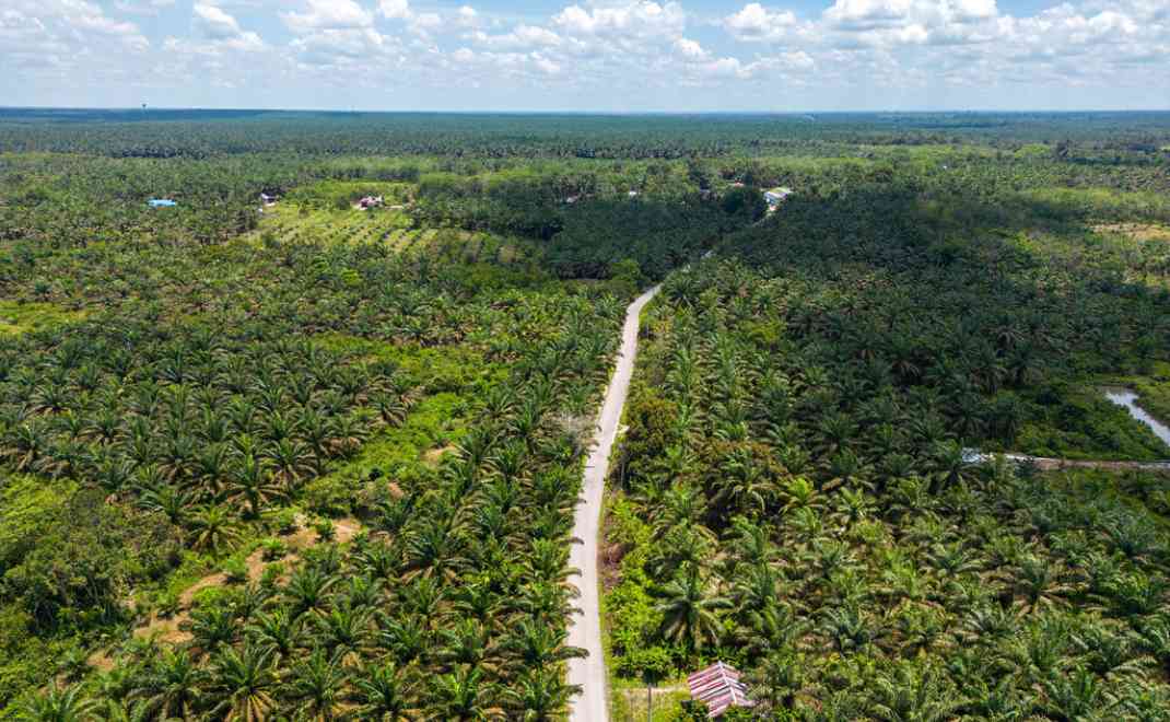 3 Lumbung Sawit Terbesar Di Indonesia