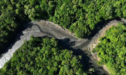 Deforestasi Amazon: Hutan Hujan Kian Kering!